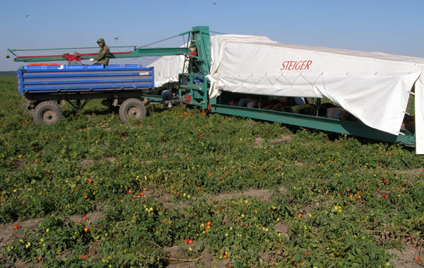 Gurkenflieger auf dem Feld Luftaufnahme